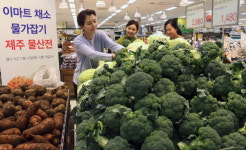 이마트, 18일까지 전점서 제주산 채소 선봬