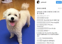 티아라 사태 류화영, 강아지 사진올리고 으르렁 멍멍!… 무슨 의미?