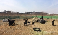 [르포] 동국제강에서 펼쳐지는 슬래브의 후판 변신기