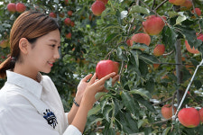 정선 임계면, 이야기가 있는 사과 꽃길 조성