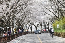 [포토]섬진강변 벚꽃터널 관광객 인산인해