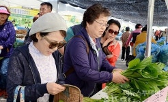 정선 곤드레 산나물축제, 내달 4일 개막