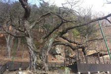 평창군, 운교리 천연기념물 밤나무 주변 정비