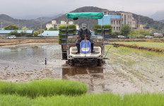[포토] 삼척쌀 품질향상 재배기술 모내기 연시회