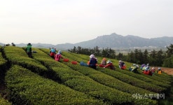 [포토]영암 덕진녹차 출하 앞두고 분주