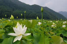 평창군 미탄면 연꽃마을 연꽃 한창