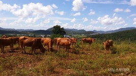 해남 ‘땅끝유기한우’ 전남 첫 유기한우 인증
