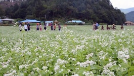 가을의 길목서 평창 효석문화제로 떠나는 ‘메밀꽃여행’