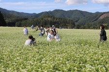 [포토] 활짝 핀 메밀꽃밭에서 찰칵