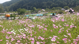 ‘이색체험에 빠지다’…코스모스와 함께하는 삼척미로정원 놀러오세요