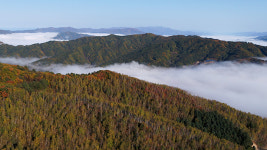 [포토] 인제 자작나무 숲의 단풍과 운무