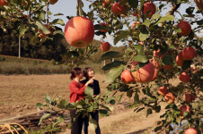 [포토] 원조 후지사과…심천 단전농장