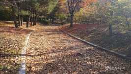 성남시, 중앙공원에 낙엽거리 조성