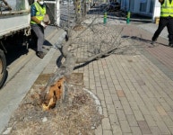 고양시, 어린이 먹거리 안전 캠페인·가로수 훼손 신고 포상금 지급