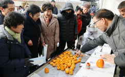 역시 영동곶감…영동곶감축제 관광객 북적 성료