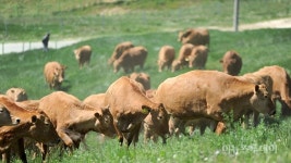 영월군, 축산 경쟁력 강화…54개 사업 43억 투입