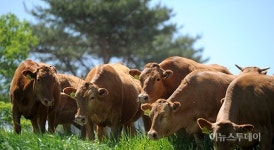 영월군, 축산 경쟁력 강화…54개 사업 43억 투입
