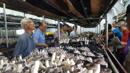 양양군, 고품질버섯 육성 사업 ‘박차’