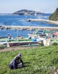 청정 여수 거문도해풍쑥 본격 출하