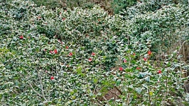 천관산 동백숲3월의 국유림 명품숲 선정