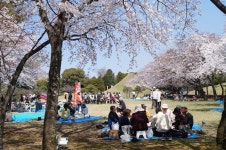 여행업계 “일본으로 벚꽃보러 오세요”