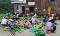 경기도농기원, 농촌마을 공동농장 확대 조성