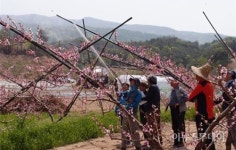 경기도농기원, 복숭아 재배 신기술 시연