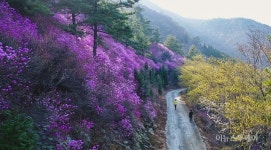 [포토] 여수 영취산 분홍빛으로 물들어~