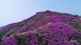 여수 영취산 진달래 축제 20여만명 찾아