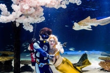 여의도 벚꽃...아쿠아플라넷63과 함께 즐기세요