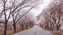 경기도, 도내 벚꽃길 드라이브 명소 4곳