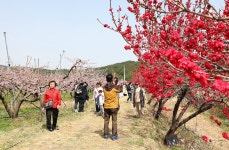 [포토] 강릉 주문진 복사꽃축제