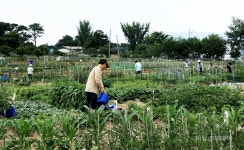수원시농업기술센터, 실버 세대 텃밭정원 운영