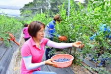 [포토]순창읍사무소 직원 농촌 일손돕기 구슬땀