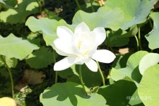 [포토] 인제 냇강마을에 핀 연꽃