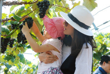 보랏빛 포도의 향연 2018 영동포도축제 성큼