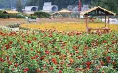 ‘가을에 꽃길만 걷자’…평창백일홍축제 21일 개막