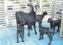 순창군, 염소 FTA 폐업지원 이의신청 접수