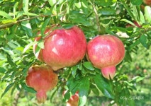 [포토]고흥은 석류가 익어가는 계절