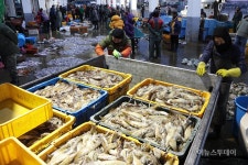 [포토] 다시 돌아온 오징어…활기넘치는 양양 남애항 위판장