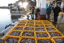[포토] 다시 돌아온 오징어…활기넘치는 양양 남애항 위판장