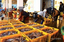 [포토] 다시 돌아온 오징어…활기넘치는 양양 남애항 위판장