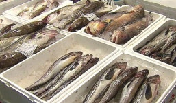 한미FTA 발효 7년, 국내산 농축수산품 갈수록 적자