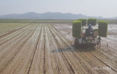 고흥군 동강면 죽암농장 올해 첫 모내기 실시