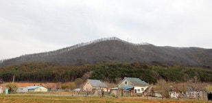 산불로 잿더미로 변한 강릉 옥계 야산