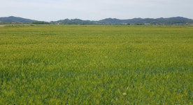 ㈜일화, 강진 유기농겉보리로 ‘맥콜’ 생산