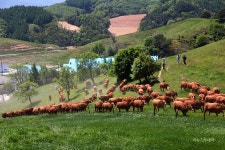 올해 첫 방목된 대관령 한우