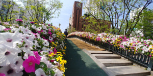 안양시, 관내 교량과 육교에 꽃장식...행인들 즐겁게 해