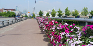 안양시, 관내 교량과 육교에 꽃장식...행인들 즐겁게 해