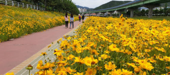 마산회원구 내서읍 광려천 꽃길 걸으며 힐링하세요